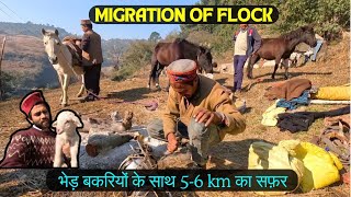 अच्छी चारागाह की तरफ जाते भेड़ पालक। Migration of Sheep and Goat's herd .