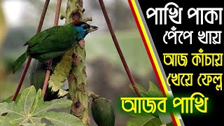 পাখি যখন পাকা পেঁপে খায়|| পাখি কিভাবে পেঁপে খায়|Birds eat ripe papaya|Today when playing raw papaya