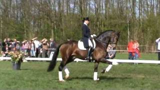 KWPN approved stallion Uphill (Oscar x Apollonios XX) under saddle at Pretendenthoeve 2011