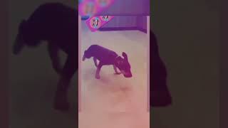 🆕કુતરો🐕 અને  છોકરો🕺 નાચે💃