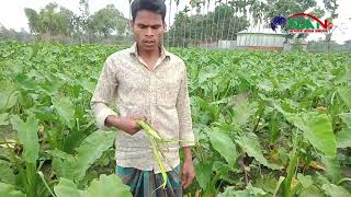 কালো কচু,ঢোড়া কচু ও নারকেলি কচু আবাদ করে নকলার স্বাবলম্বী ৩ হাজার কৃষক || NAN TV