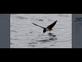 swallow 飛翔ツバメ　handheld lumix dc gh5 vfr 180 fpsスローモーション