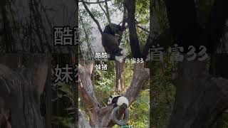 树上有黑白摇粒绒面团 #panda #大熊猫 #cute #animals #giantpanda #大熊猫酷酷 #大熊猫妹猪