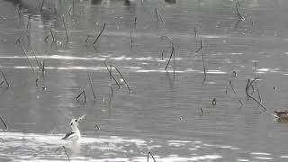 ミコアイサの捕食風景