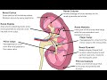 The Human Urinary /  Renal System