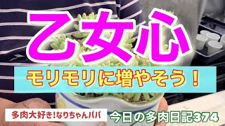 【多肉植物】【ガーデニング】乙女心❗️増やします😊　多肉大好き！なりちゃんパパ　多肉奮闘記その374