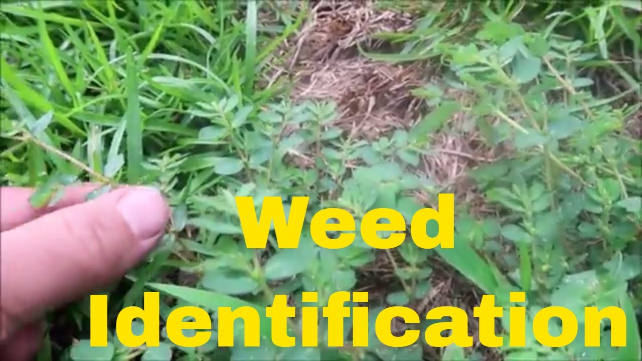 How To Identify Your Lawn Grass