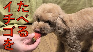 イチゴを初めてまるごと食べるトイプードル/The first toy poodle to eat whole strawberries