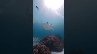 Under water videography || Shocking തിരണ്ടി | Thirandi | white Stingray fish Beautiful view