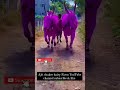 ajitchakre_dairyfarm shots_youtube beed mh23 हीरापुर_बैल_बाजार khilar cow bailgada_sharyat