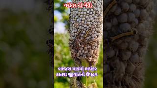 બાજરા પાકમાં જીવાતનો ઉપદ્રવ #બાજરી #pearlmillet #bajari #pest  #millet #yearofmillets #millets