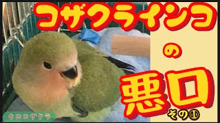 【コザクラインコ】コザクラインコの悪口〜その①〜