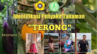 Identifikasi Penyakit Tanaman \