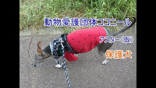 保護犬イタグレ  元気にお散歩