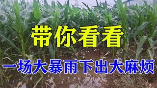 河南的一场大暴雨，下出了“大麻烦”，损失大了，现场一起看看