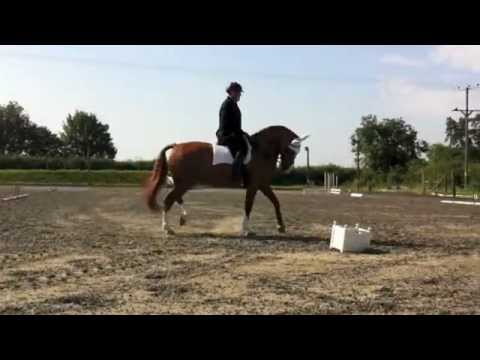 Dressage Test (Intro B) - YouTube