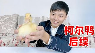 【别小齐】柯尔鸭后续：养了快一个月的柯尔鸭怎么样啦？一起来看看吧！