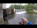 THIS Creek is LOADED with TROUT! (brook, brown, rainbow)