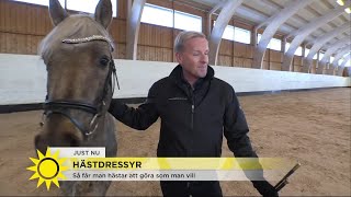 Så får du hästen att göra som du vill - Nyhetsmorgon (TV4)