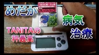 めだか病気治療。ひれ長めだかの治療です。『尾ぐされ病』、『水カビ病』に効く薬で薬浴治療