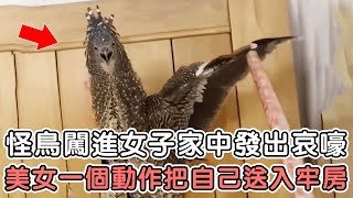 怪鳥闖入美女家中發出哀嚎，美女直接用棍子驅趕，警察趕到後一句話把她送入牢房#黑冠麻鷺#奇蹟#動物故事#感人故事#溫暖治愈#稀有動物