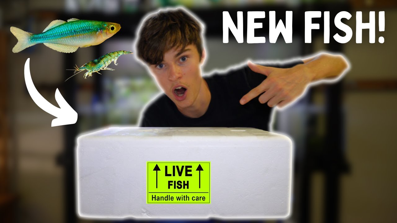 Unboxing New Aquarium Fish Rare Australian Natives Youtube