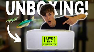 Unboxing *NEW* Aquarium Fish! | RARE AUSTRALIAN NATIVES!