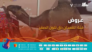 🎥 | عروض فئة القعدان دق للون الصفر 🐪 ضمن منافسات #مهرجان_الملك_عبدالعزيز_للإبل7  #همة_طويق