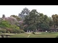 後楽園と岡山城　桜　岡山県