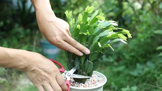 10月份的蟹爪兰没长花苞？剪一剪-再用点“它”，立马疯长花苞