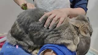 Grooming Session For Giant French Lop Bunny Rabbit 😱💪