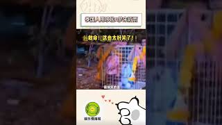 泰国人用多啦A梦来祈雨 #民间习俗 #求雨 #泰国 #shorts #多啦a梦 #funny #fypシ