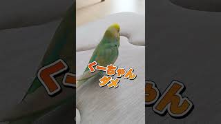 インコの決め台詞🐥関西弁のくーちゃん🐥