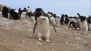 Rockhopper Penguins are So Curious!