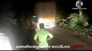 Elephant Herd enjoying the Sugarcane Feast தமிழக எல்லையில் கரும்பு லாரியை மரித்த யானைக்கூட்டம்