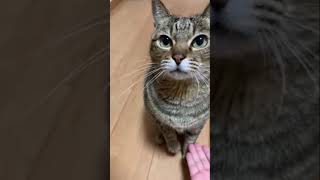 TikTokで50,000回再生突破🎉猫のお手！