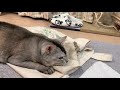 関西弁をしゃべる猫のんちゃんとコロコロさんがお話しする！おしゃべりペット