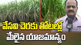 వేసవి చెరకు తోటల్లో మేలైన యాజమాన్యం | Sugarcane Cultivation In Summer Season | Matti Manishi | 10TV