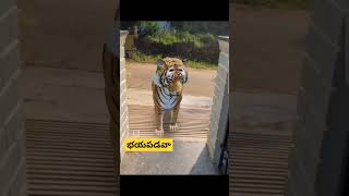 పులి వచ్చింది #ytshorts #viralvideo #shorts #trending #shortvideo #youtubeshorts #tiger #funny #like