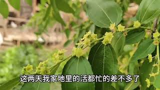 住在新疆农村，菜园里的菜都被小鸟吃了