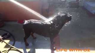 Lena the famous showering dog Rottweiler getting a water hose massage!