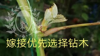 葡萄🍇玩嫁接，如何先选择留一枝嫁接钻木，从基本做起，希望帮助到您。