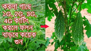 করলা গাছের ফলন বাড়ানোর সহজ উপায় - Bitter Gourd