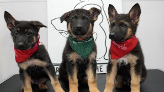 Dramatic little German Shepherd puppies, SO CUTE!