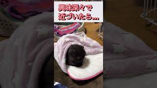 【ショート】猫用寝袋に興味深々で近づいたら…まさかの展開に🤣