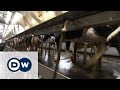 Super Cows -- and milk for a song | Made in Germany