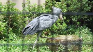 いろいろ行動、しずかさん。　ハシビロコウ　千葉市動物公園　2016.6.10