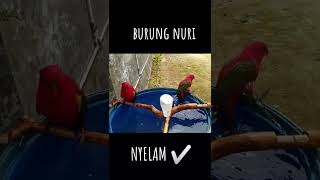 burung nuri ternate hoby nyelam.#burungnuri #burungnurigacor #burungnurigacor