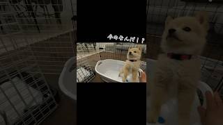 【逆立ち！？】突然の出来事に自分で驚く子犬さん #ポメラニアン #豆柴 #mix犬 #柴犬 #子犬 #かわいい #ポメ豆柴 #ポメ柴 #愛犬 #成長記録 #癒し#ペット#shorts#puppy