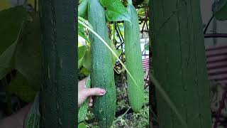 Harvesting patola#patola #myvegetablegarden #organicvegetablegarden #garden